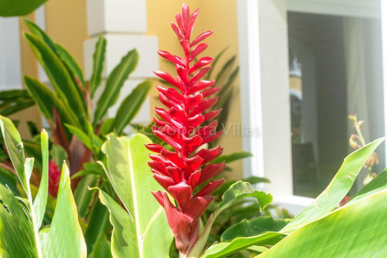 The Harbour Aparthotel Rodney Bay Bagian luar foto